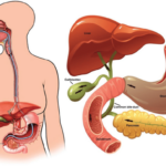ERCP endoscopic procedure illustration